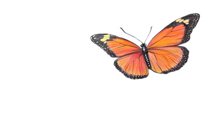 Orange Butterfly Image Free Stock Photo on transparent background
