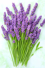 Fototapeta premium A vibrant bunch of lavender blossoms