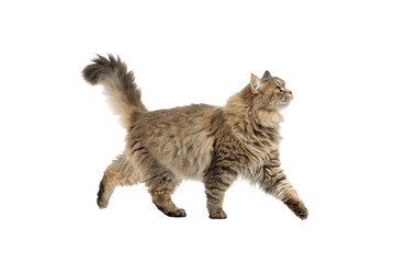 Selkirk Rex (Longhair) cat isolated