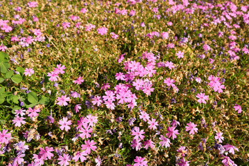 넓은 공원의 보라 분홍 꽃잔디 Purple pink flower grass in a large park