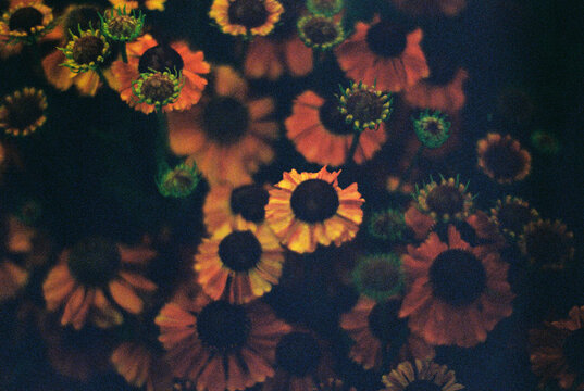Orange flowers
