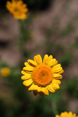 Golden marguerite (cota tinctoria) in bloom