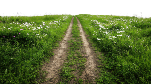 A narrow dirt road in the middle of a lush, grassy field, isolated on transparent background, with wildflowers blooming along the edges."