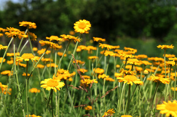 Golden marguerite (cota tinctoria) in bloom