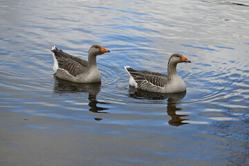 group of wild ducks swimming on a body of water