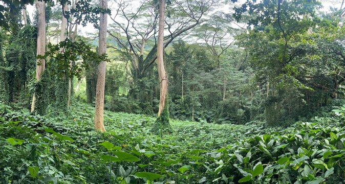 Lush tropical rainforest, Oahu, Hawaii
