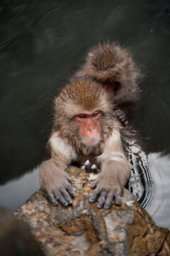 Japan Snow Monkeys Relaxing in Hot Spring Bath