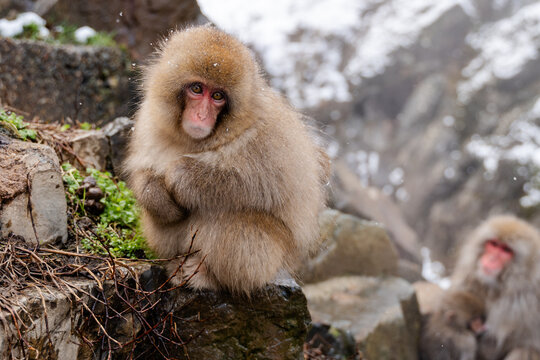 Japan Snow Monkeys Relaxing in Hot Spring Bath