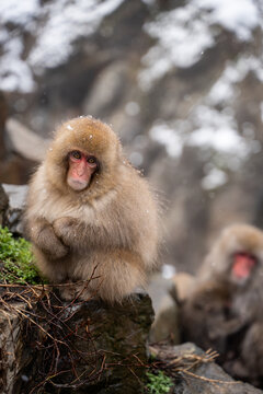 Japan Snow Monkeys Relaxing in Hot Spring Bath