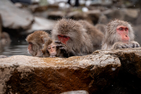 Japan Snow Monkeys Relaxing in Hot Spring Bath