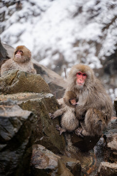 Japan Snow Monkeys Relaxing in Hot Spring Bath