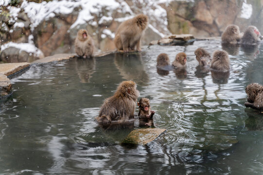 Japan Snow Monkeys Relaxing in Hot Spring Bath