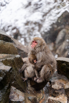 Japan Snow Monkeys Relaxing in Hot Spring Bath