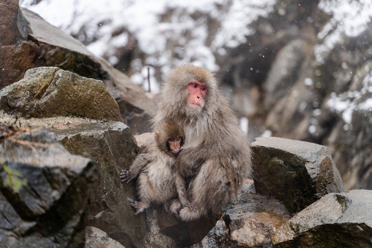 Japan Snow Monkeys Relaxing in Hot Spring Bath