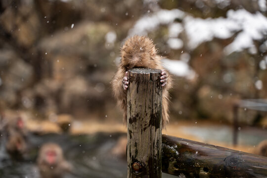 Baby snow Monkey in Jigokudani park, Japan