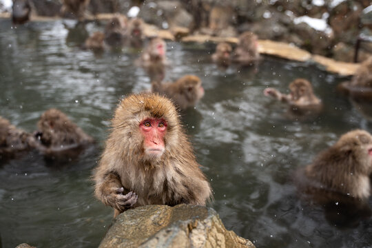 Snow Monkeys Relaxing in Hot Spring Bath. Travel Japan