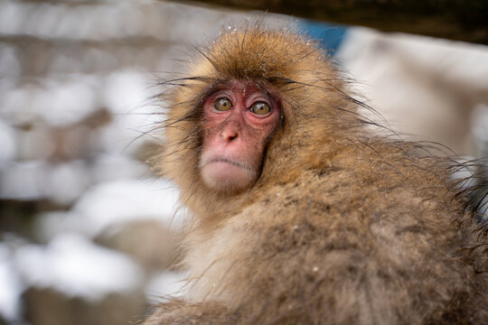 Cute Snow Monkeys Relaxing in Hot Spring. Travel Japan