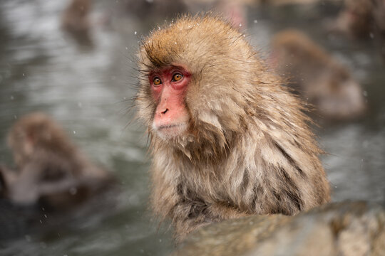 Snow Monkeys Relaxing in Hot Spring Bath. Travel Japan