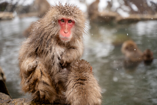 Japan Snow Monkeys Relaxing in Hot Spring Bath