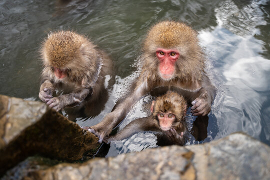Snow Monkey family Relaxing in Hot Spring Bath, Japan