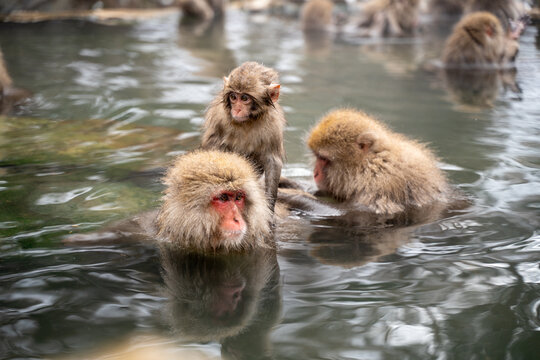 Snow Monkey family Relaxing in Hot Spring Bath, Japan