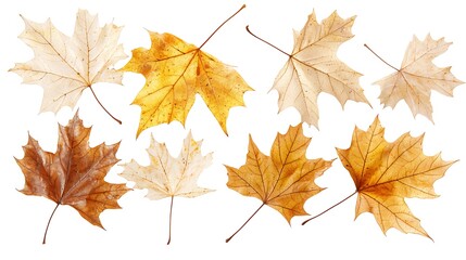 Obraz premium Falling autumn leaves natural landscape nature photography colorful environment close-up view seasonal beauty