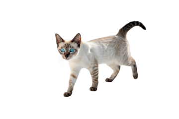 Siamese Cat's Stroll: This Siamese cat, with its piercing blue eyes and elegant demeanor, takes a graceful stroll in a clean environment, its sleek fur and expressive gaze captivating the viewer.