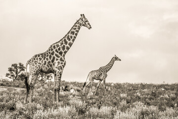 giraffe in the savannah