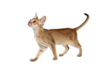 Abyssinian Cat: A sleek Abyssinian cat struts confidently, its captivating gaze fixed upwards, displaying its elegant posture and stunning coat