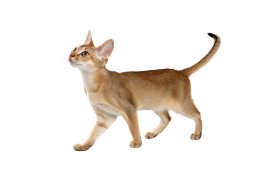 Abyssinian Cat: A sleek Abyssinian cat struts confidently, its captivating gaze fixed upwards, displaying its elegant posture and stunning coat