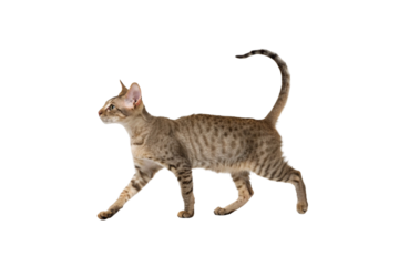 Graceful Feline: An elegant Oriental Shorthair cat strides confidently, showcasing its unique coat and slender build. capturing a sense of refined beauty and poised movement.