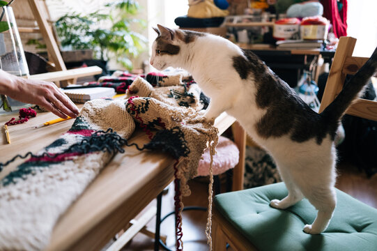  Cat interacting with a knitting project