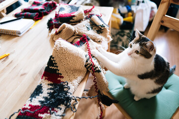 Cat exploring a sweater upcycling project