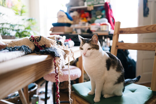 Cat observing a knitting workspace
