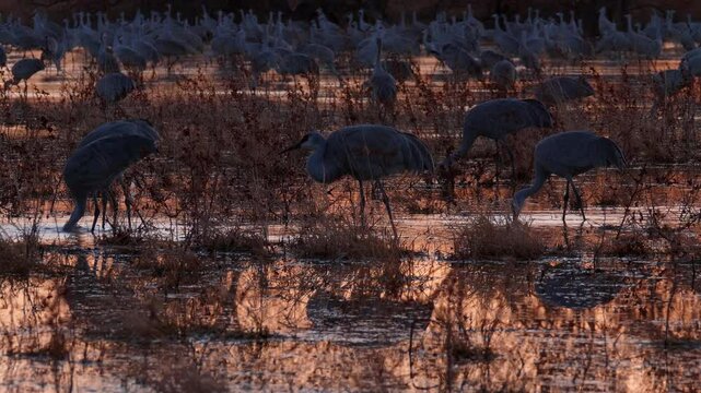 Sandhill Cranes During Sunset in the Wetlands of Bosque Del Apache Wild Life Refuge in NM