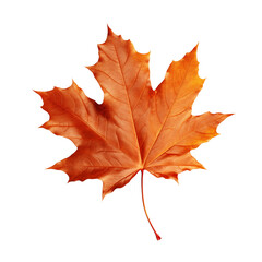 Obraz premium autumn maple leaf isolated on transparent background. Generative ai