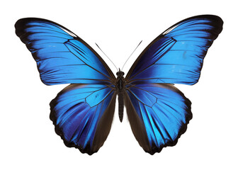 Obraz premium Blue and black butterfly isolated on transparent background. Generative ai