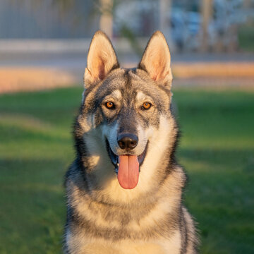 Czechoslovakian wolfdog