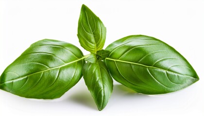 basil leaves on a white background isolated