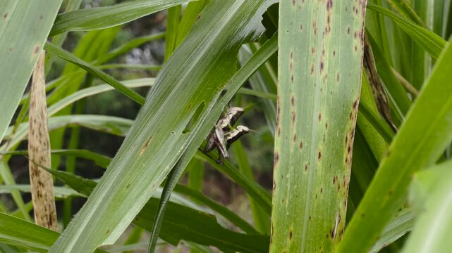 Green crickets are mating