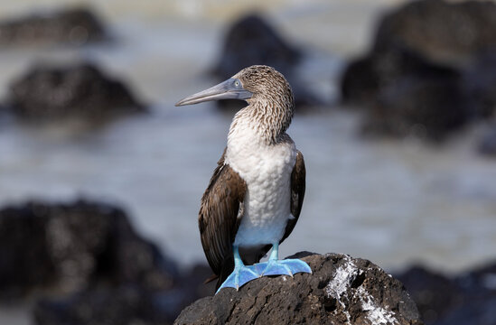 Blue-Footed Booby bird standing on a rock.