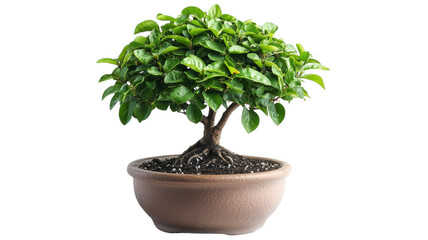 Sculpted beauty of a bonsai tree showcasing vibrant green leaves in serene indoor setting