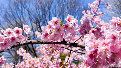 The beautiful views in Tokyo