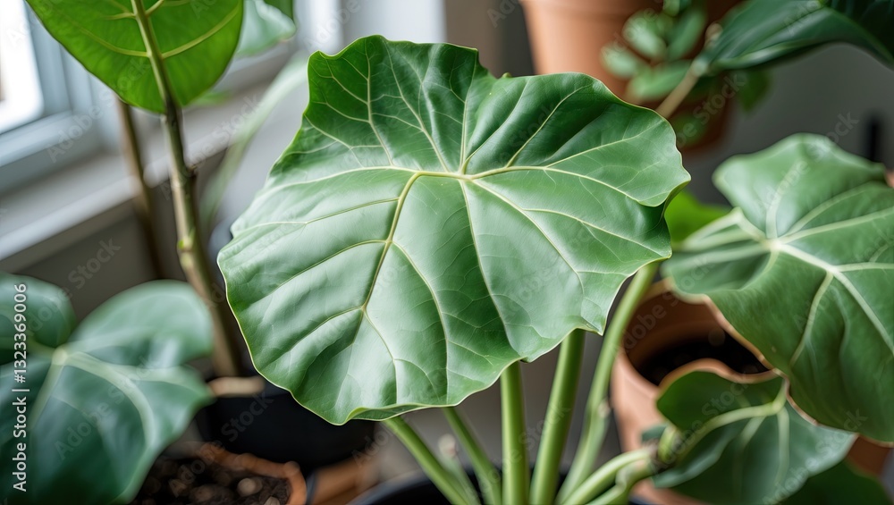 Poster close-up of a vibrant green fiddle leaf fig leaf with deep veins positioned centrally, surrounded by