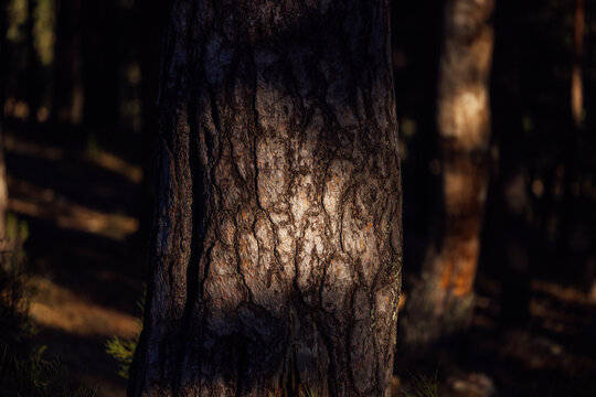 Dappled sunlight on tree bark in shaded forest scene