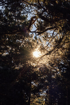 Sunlight filtering through dense forest canopy in nature