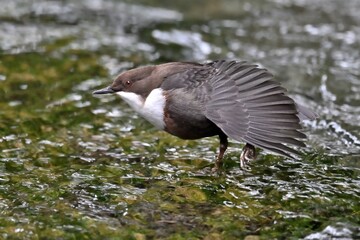 Wasseramsel streckt Flügel