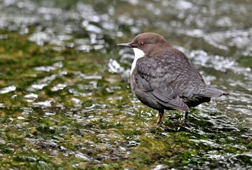 Wasseramsel