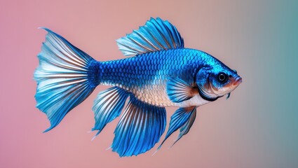Fototapeta premium Vibrant blue Betta fish gracefully swimming against a soft pastel gradient background showcasing delicate fins and dynamic movement.
