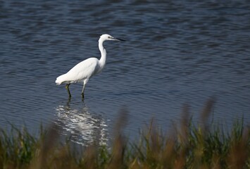 Seidenreiher im Wasser